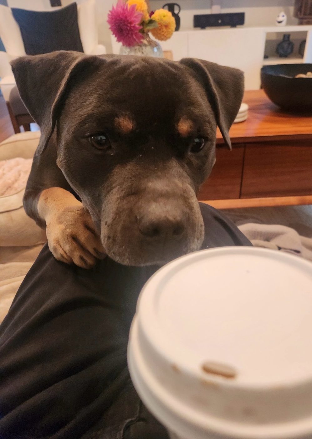 Canelo asking for a taste