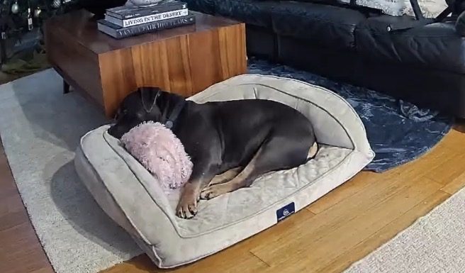 Canelo sleeping in a cozy dog bed
