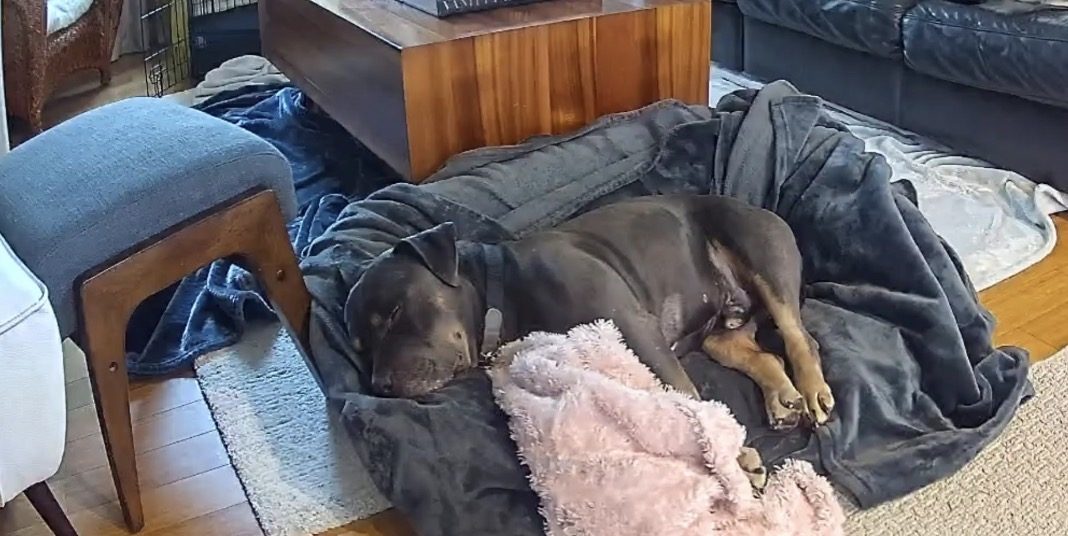 Canelo sleeping on a blanket