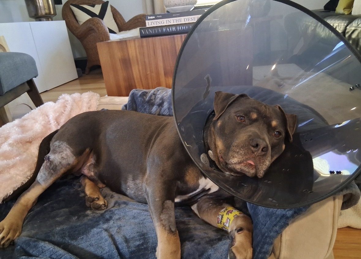 Canelo recovering with a cone after surgery