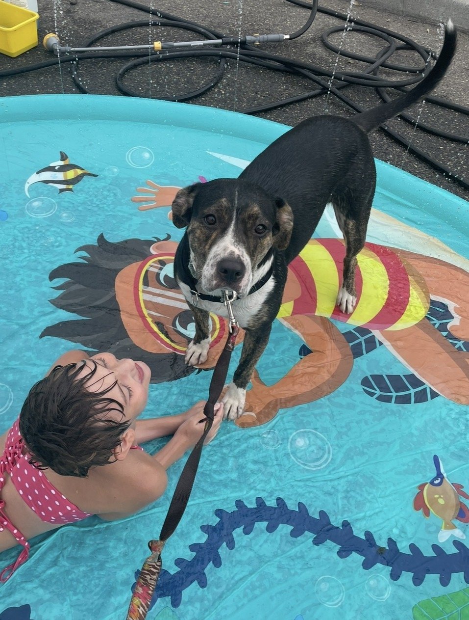 S’more Dogs at a community event