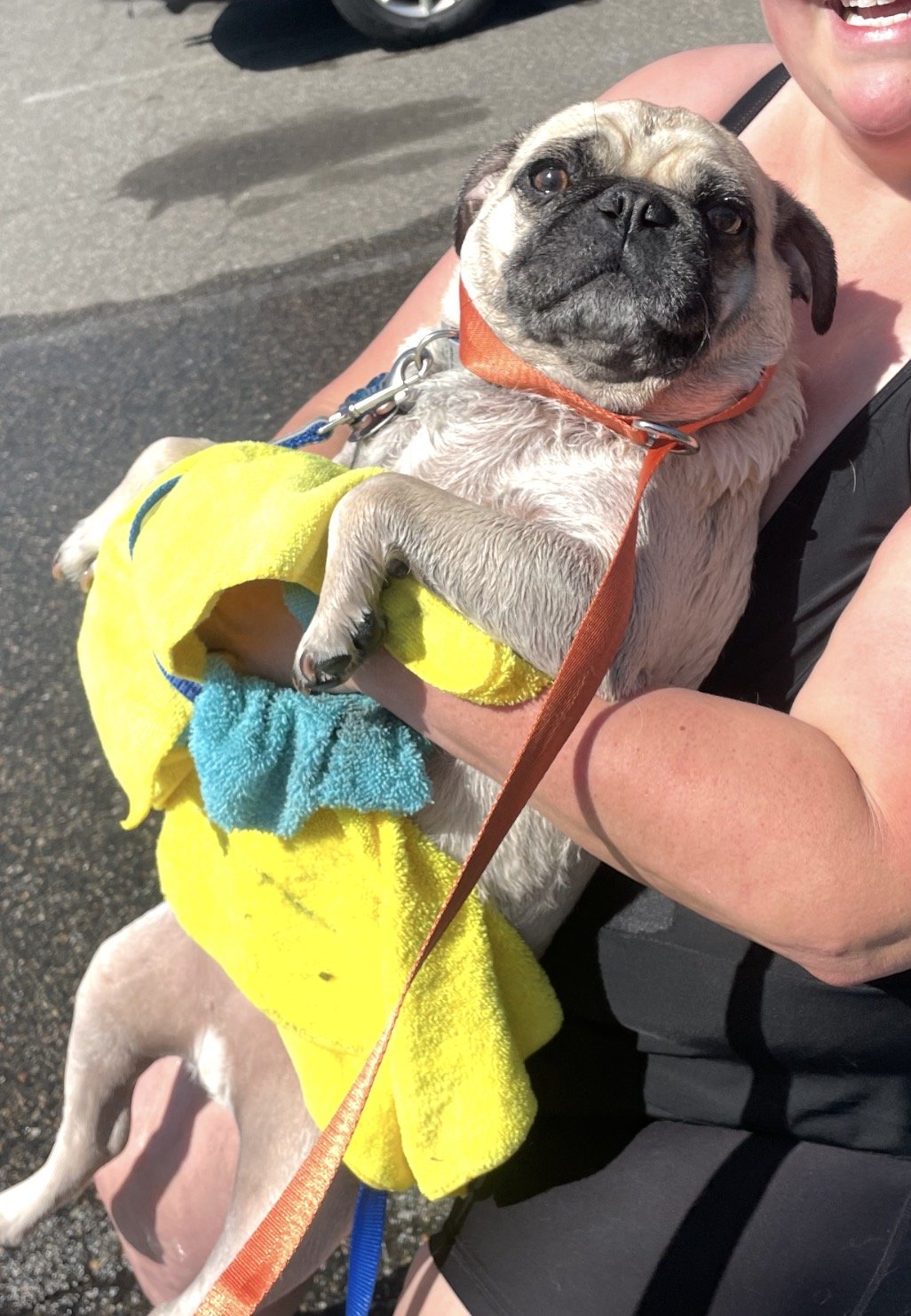 S’more Dogs rescue animal