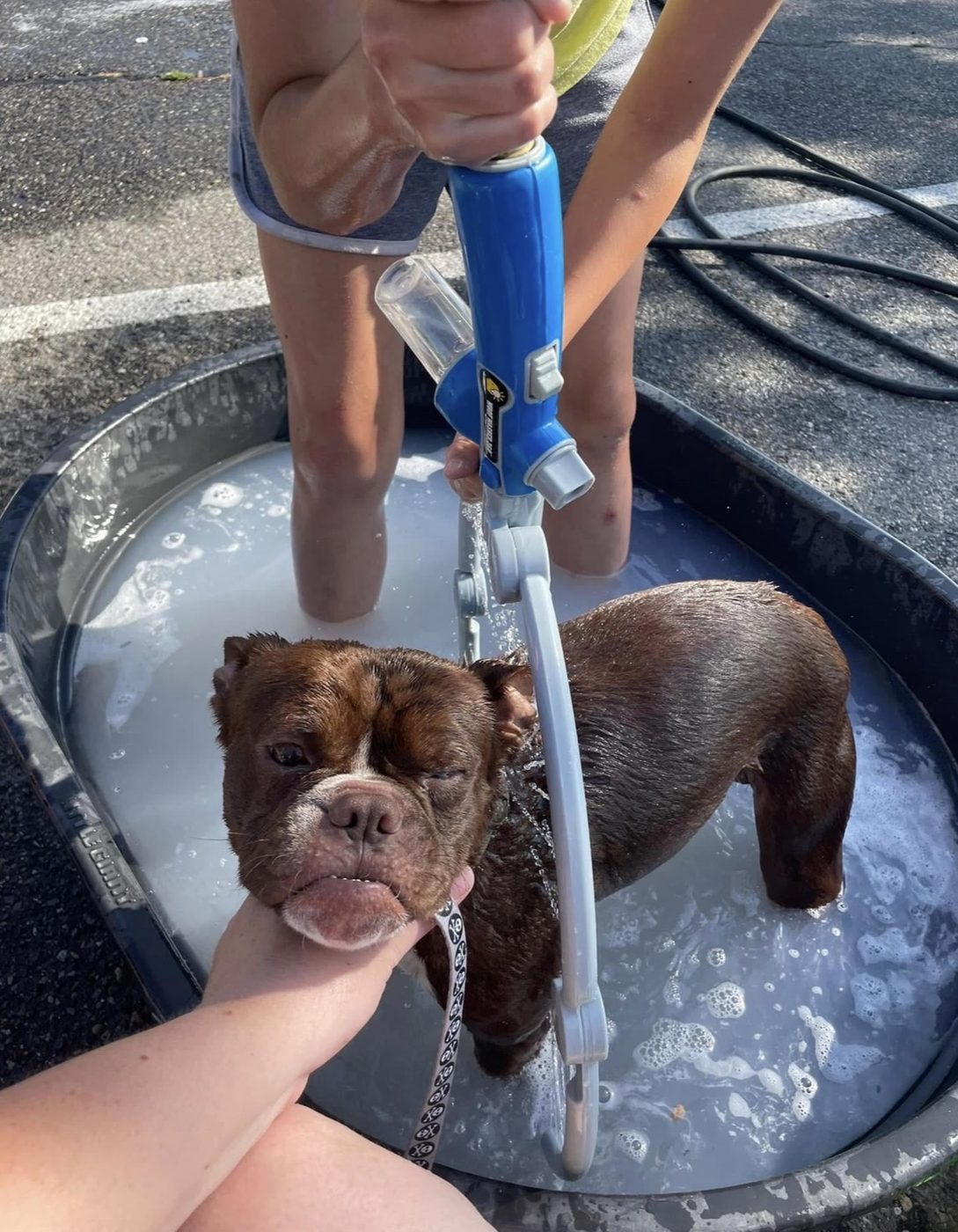 Small dog getting rinsed during a S’more Dogs dog wash