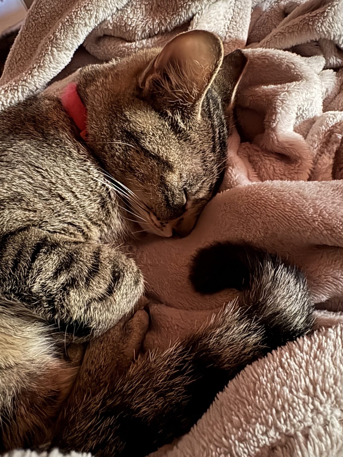 Rescue cat