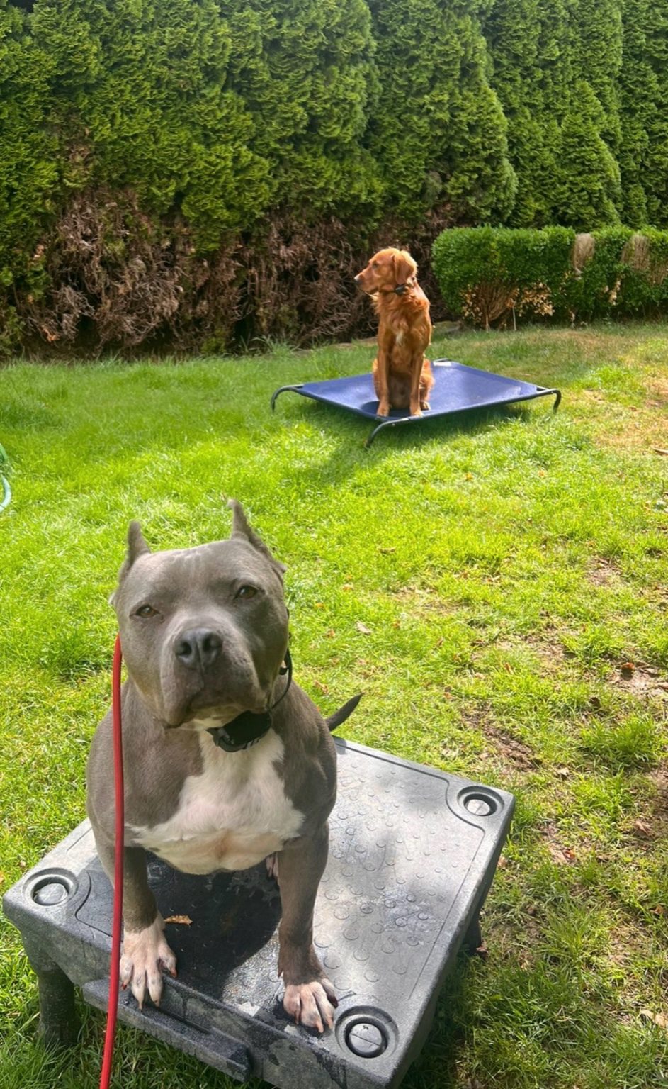 Charlie relaxing in the yard