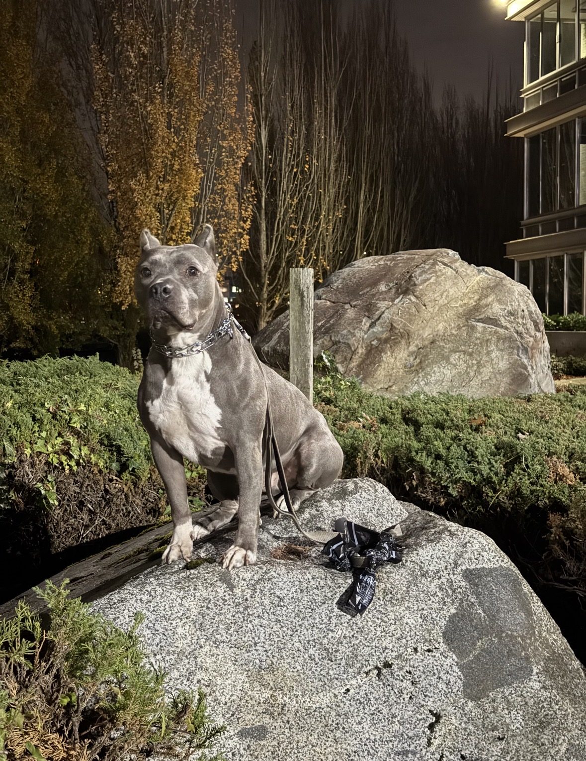 Charlie sitting proudly at night