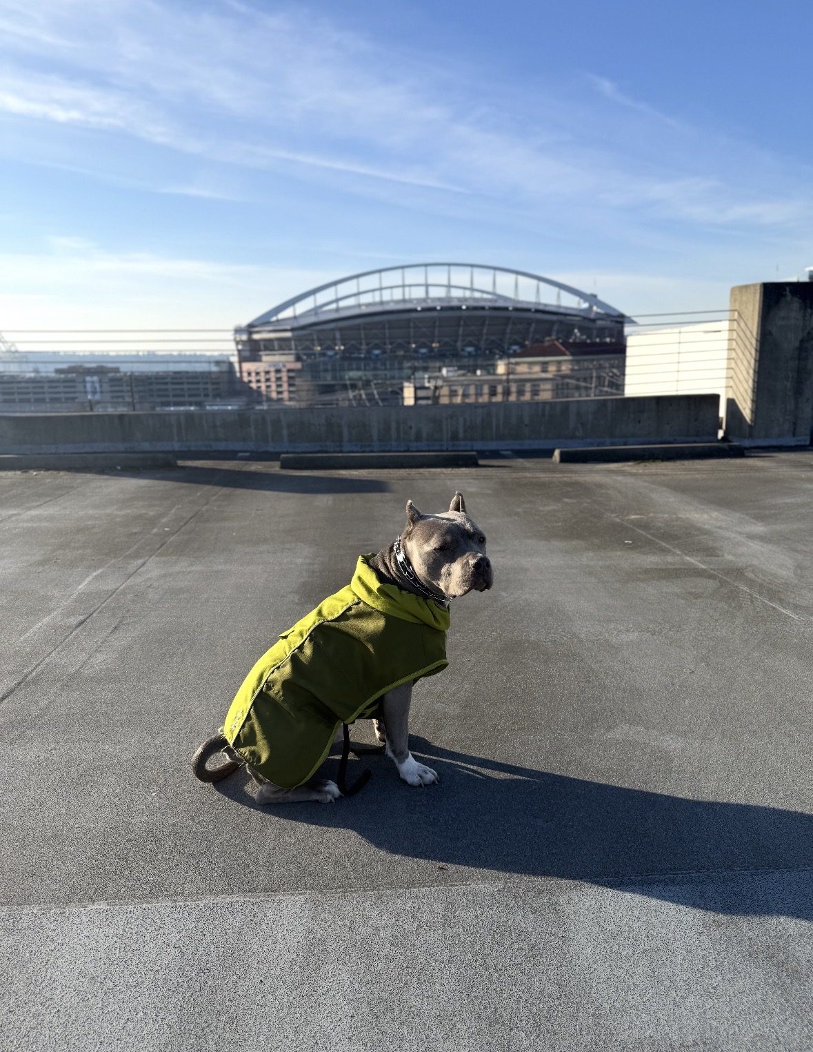 Charlie near the stadium in Seattle