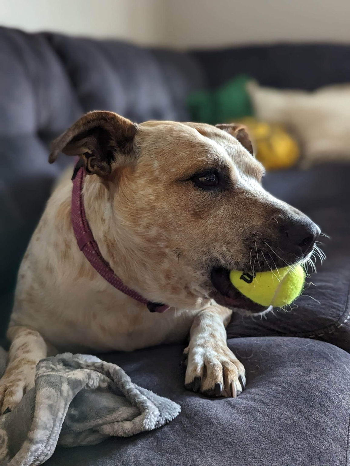 Chili with a tennis ball