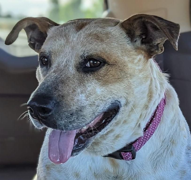 Chili smiling on the couch