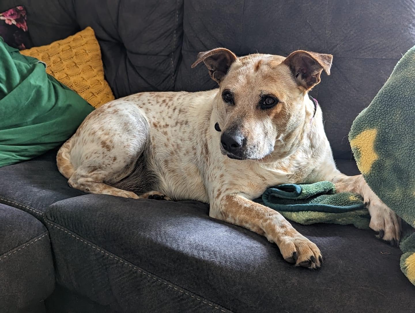 Chili resting on the couch