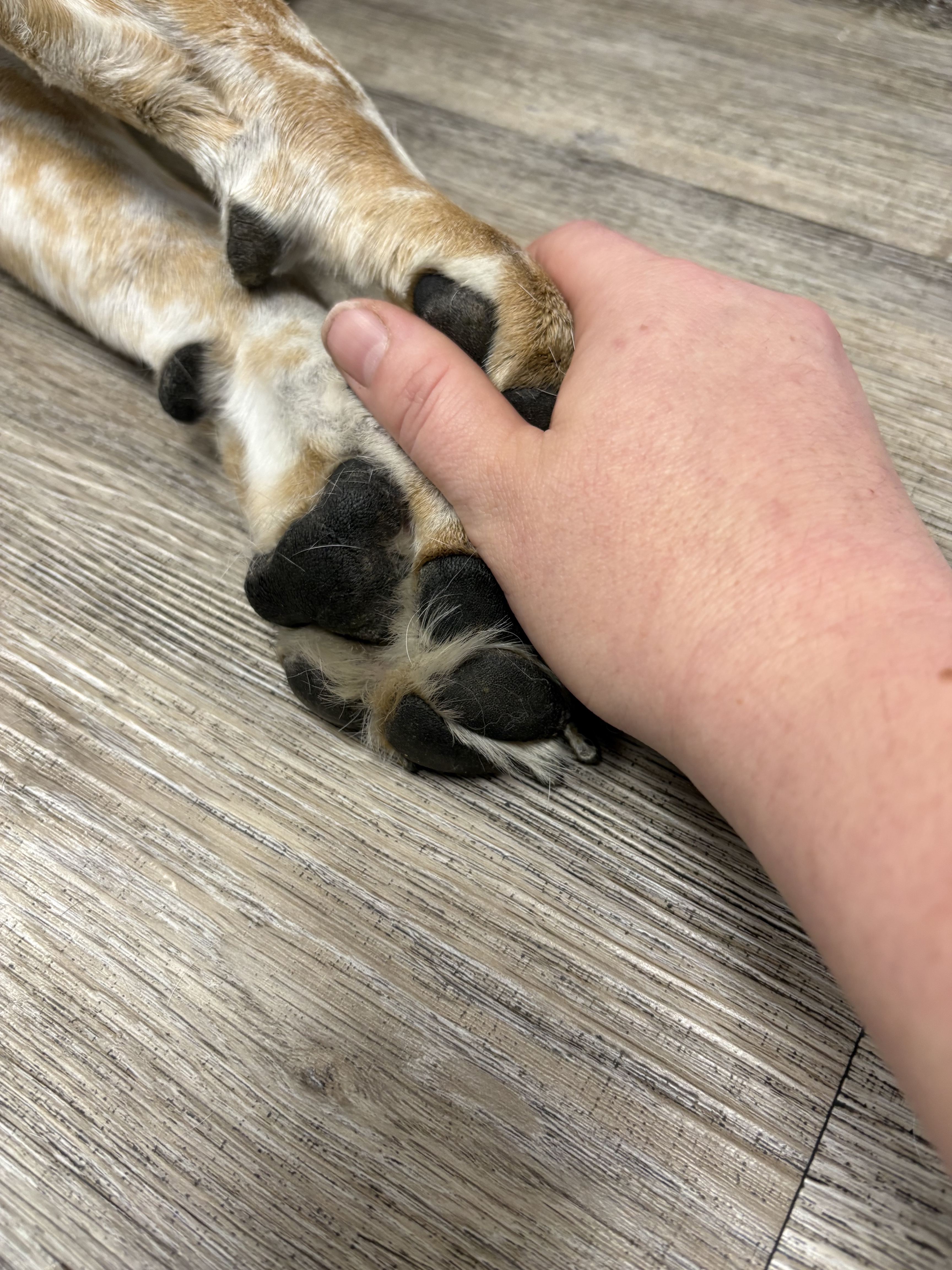 Chili holding hands
