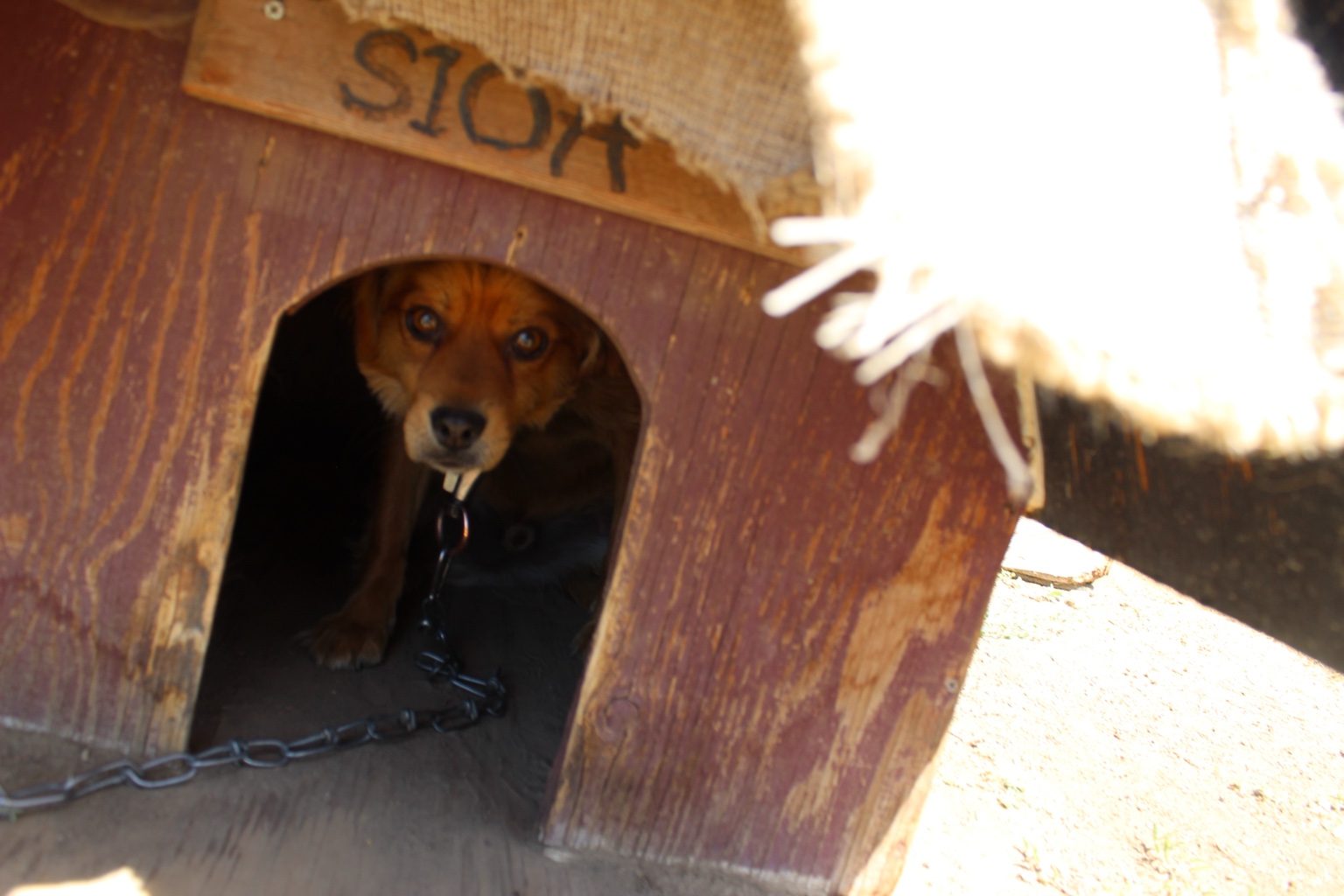 25 Fosters dog house