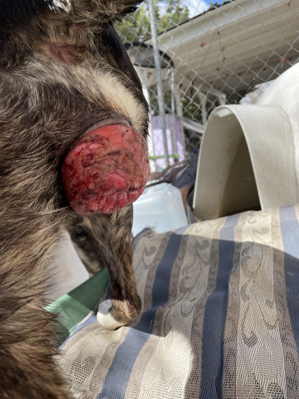 S’more vaginal prolapse early in recovery