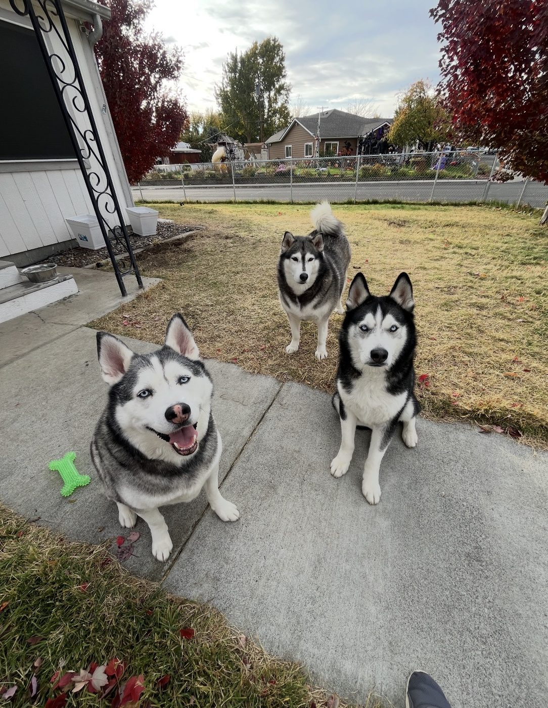 Skylar with his dog pack