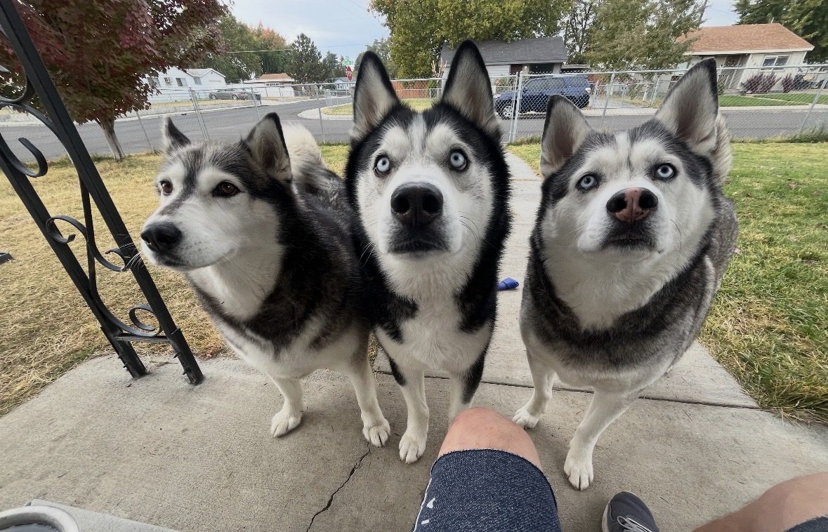 Skylar and his pack together