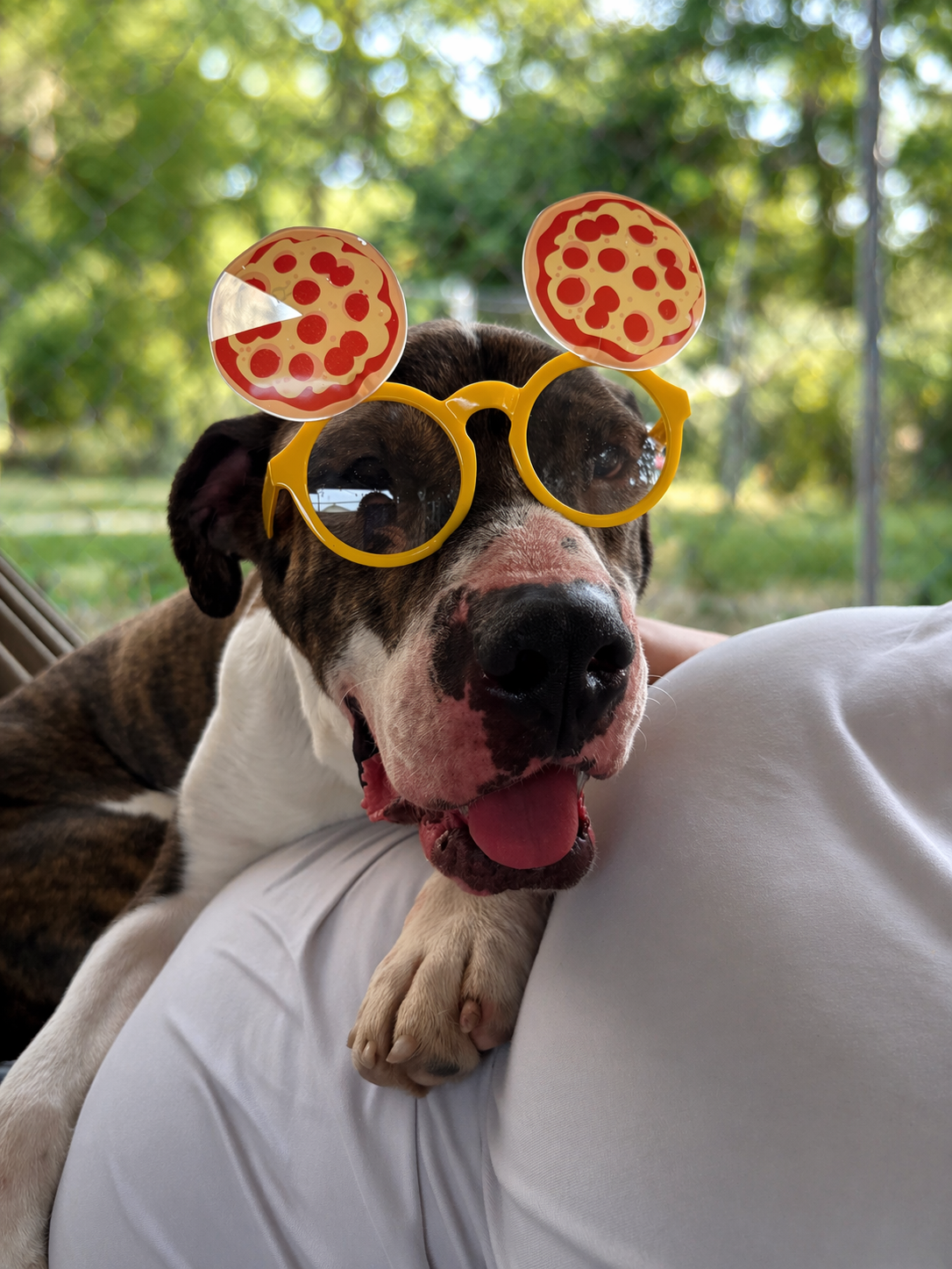 Sundae wearing pizza glasses